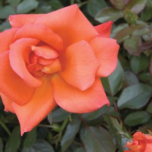 Rosier Halle