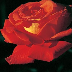 Rosier Las Vegas