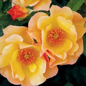 Rosier Morden Sunrise