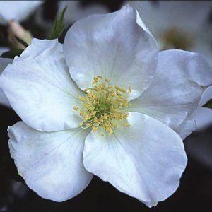 Rosier Morden Snow Beauty