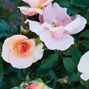Rosier Chinook Sunrise