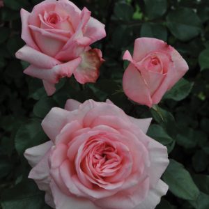 Rosier Savannah Sunbelt