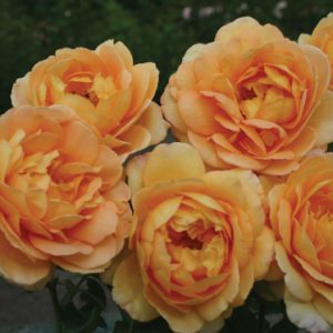Rosier Sonnenwelt