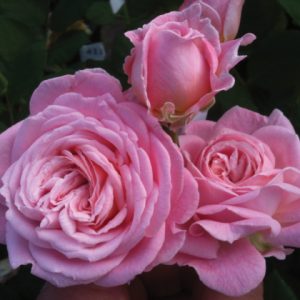 Rosier Summer Romance
