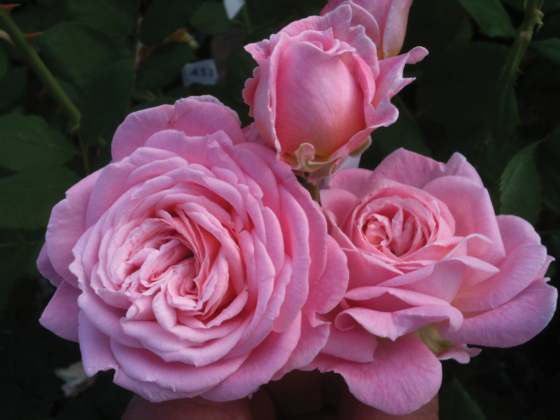 Rosier Summer Romance