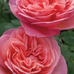Rosier Sweet Mademoiselle
