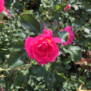 Rosier Aurora Boréalis