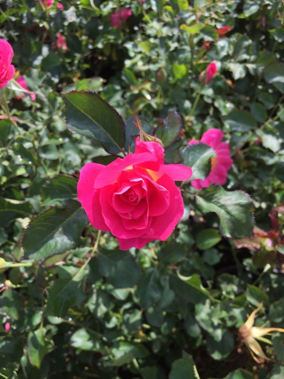 Rosier Aurora Boréalis
